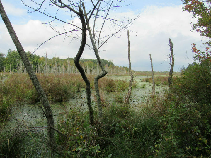 swamp